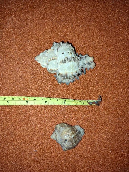 Ракушки для аквариума (70грн - 2шт.)