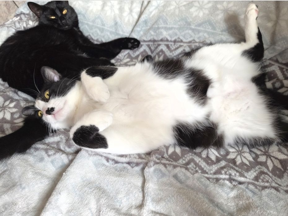 Котики в добрі руки