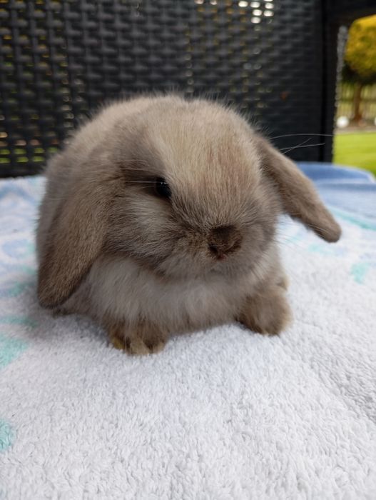 Królik mini lop miniaturka