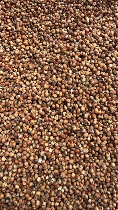 Sorgo/Ryż Paddy/Groch Zielony drobny dla gołebi