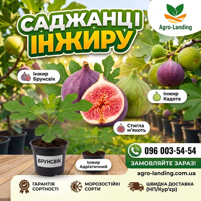 Саджанці інжиру з розплідника (білий, фіолетовий, жовтий, зелений) + Подарунок