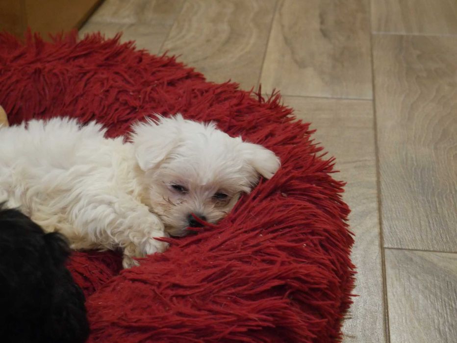 Maltańczyk -Mini sunia