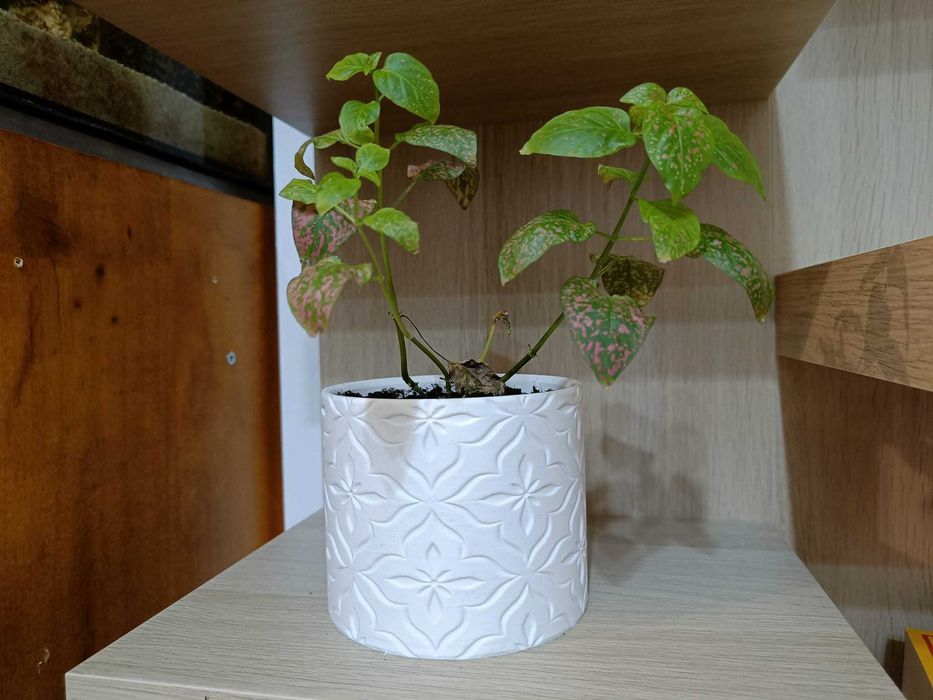 Vaso moderno e minimalista