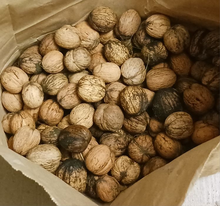 Orzechy włoskie Jacek w Łupinach 1kg większe niż tradycyjnie I smaczniejsze