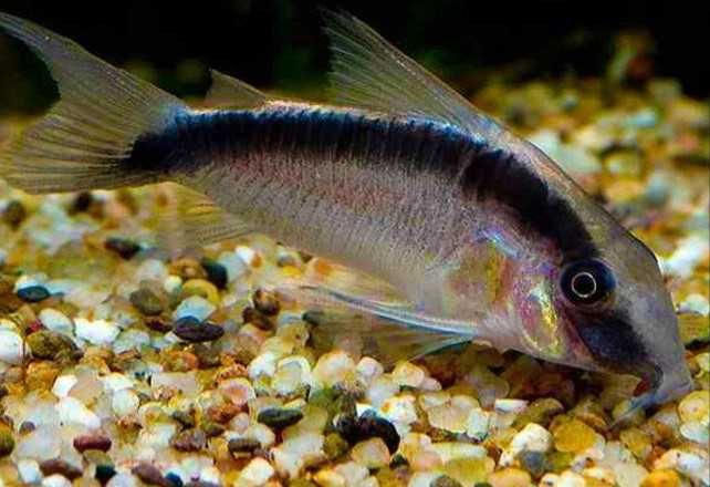 Corydoras arcuatus Kirysek strumieniowy – pasiasty