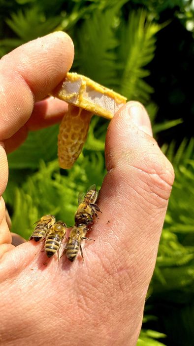 Matki pszczele, krainki, unasiennione, nieunasiennione,