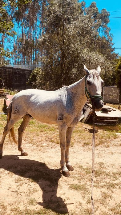 Cavalo puro lusitano