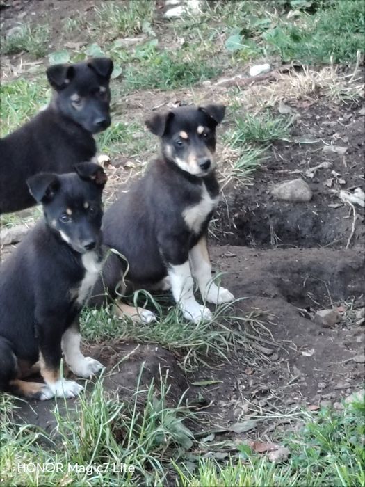 Pieski do adopcji