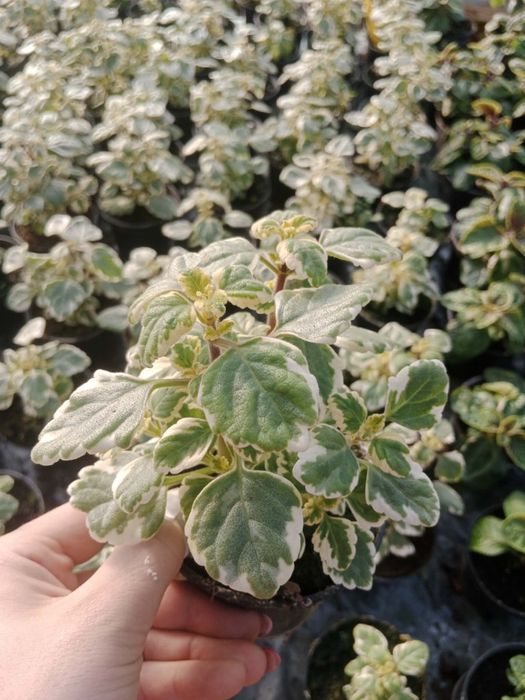 Ipomea limonka Black ipomoea wilec ziemniaczany sadzonki doniczka  10c