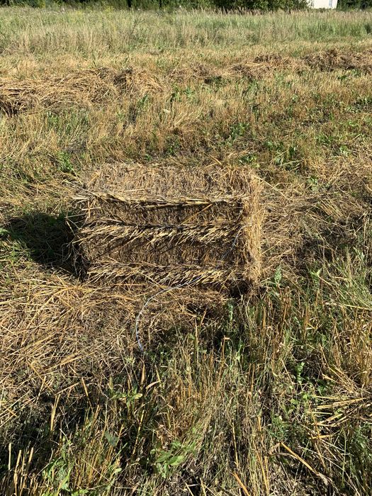 Солома в тюках овсяна