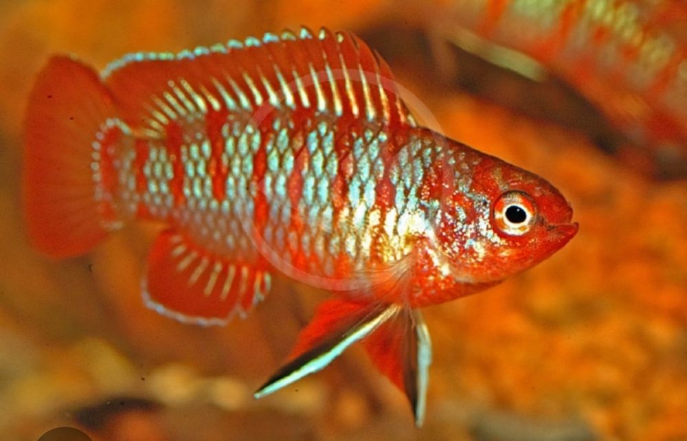 Badis    escarlate