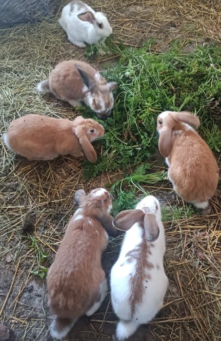 Króliki ok. 5 miesiący