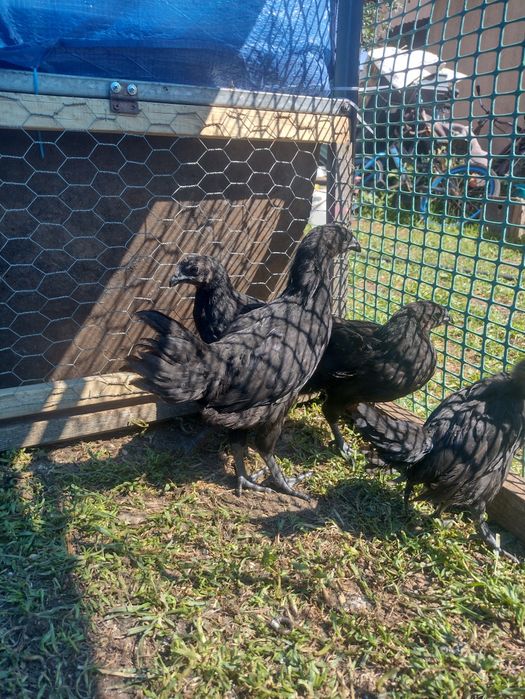 Ayam cemani para