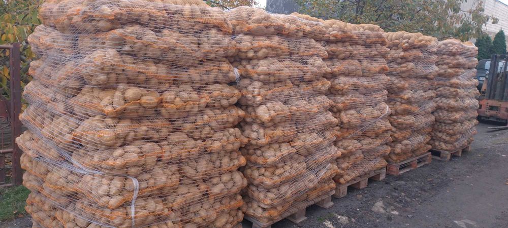 Ziemniaki Denar, Quinn Anna, Ignacy,Wineta