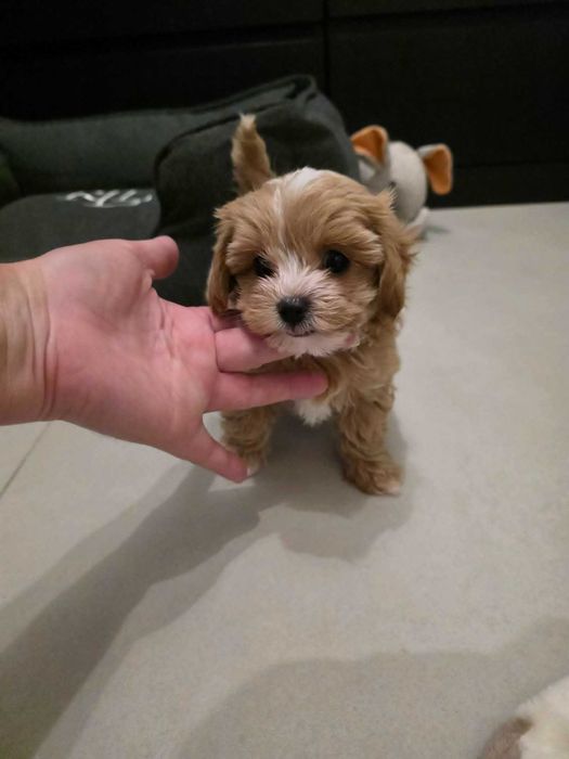 Maltipoo Bardzo Malutki Chłopczyk