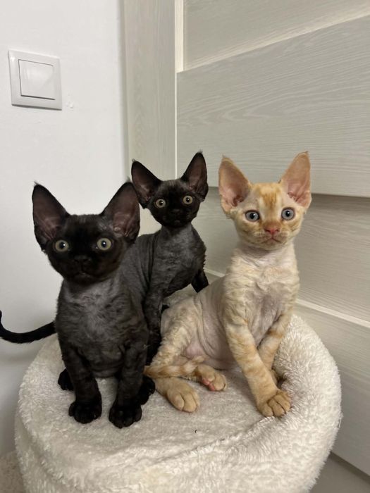 Kotek Devon Rex z rodowodem