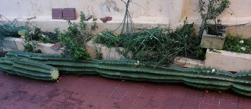 Cato Cereus Mandacaru e OUTROS