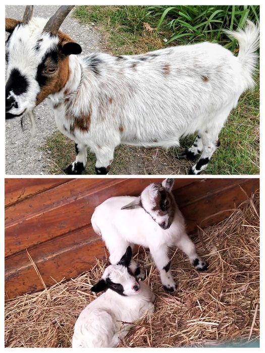 Vendo ou troco mãe e filhas.