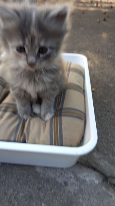 Отдам котят в хорошие руки
