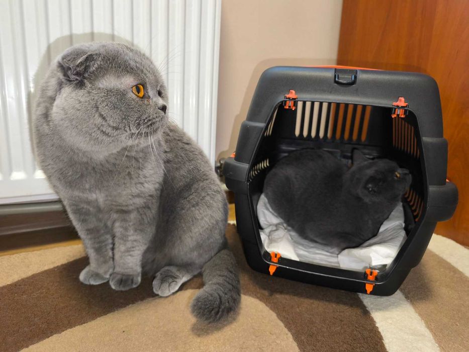 Шотландець висловухий окрас ліловий вакцинами,блохи,глисти,вік 4.5міс.