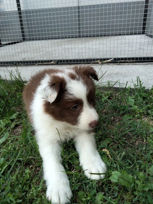 Border collie suczka czekoladowo biała