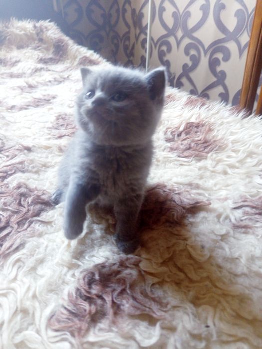 Kotka Brytyjska niebieska rodowód WCF