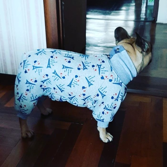 Комбенизоны для собак