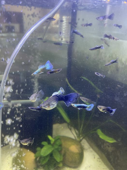 Guppy Blue Moscow (CASAL)