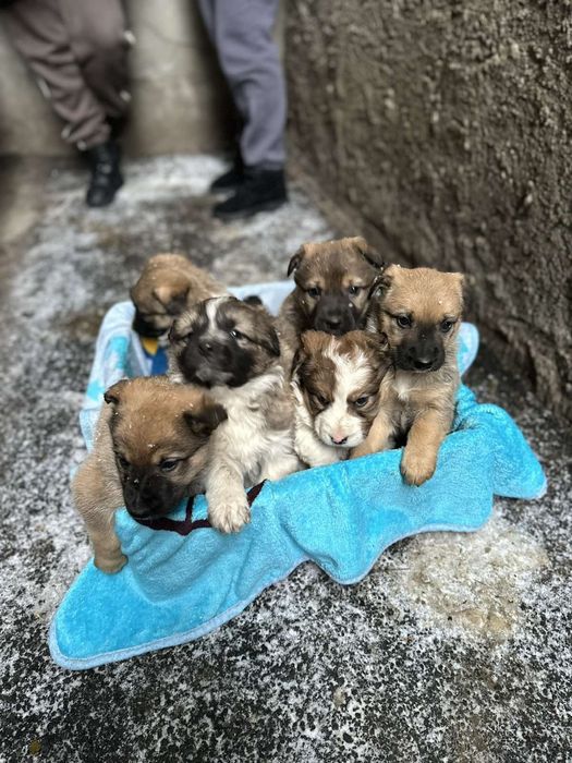 Дарую прекрасних цуценят