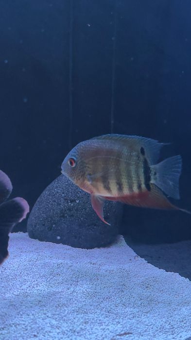 Peixe herus severus