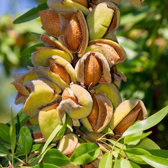 Саджанці горіхів (пекан, фундук, мигдаль, волоський) /Саженцы орехов