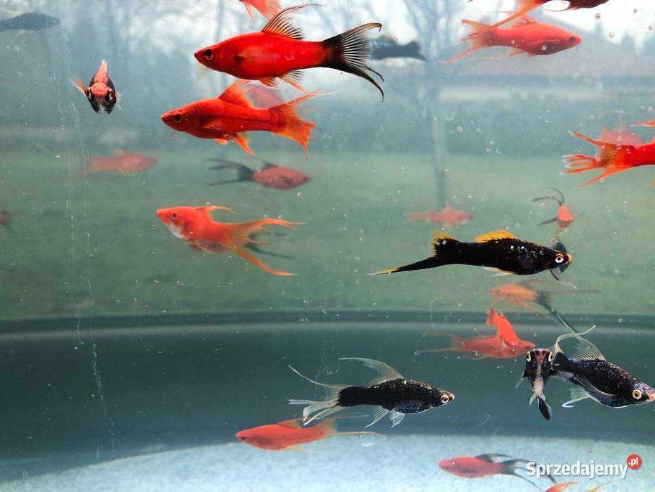 Krewetki crystal red i inne  glupiki mieczyki molinezje slimaki