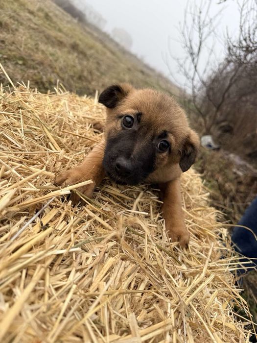 Цуценя собаченята шукають домівку