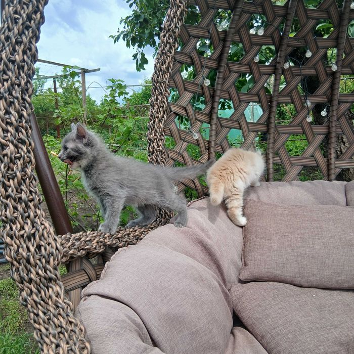Котята. Отдам котёнка в хорошие руки.