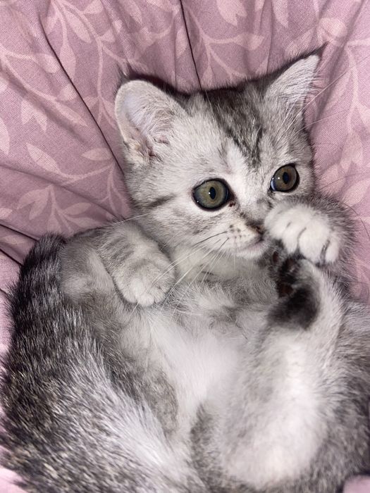 Котики скотш фолд