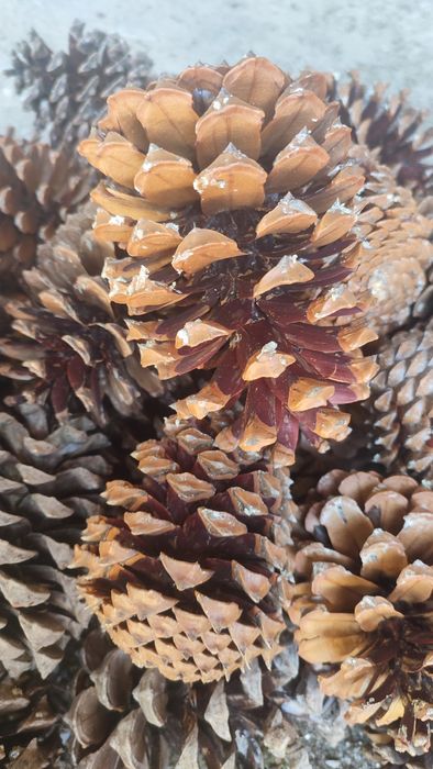 Pinhas para acender lareira