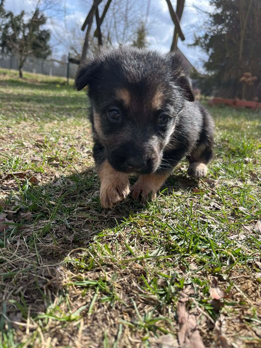 Oddam siedem pięknych piesków