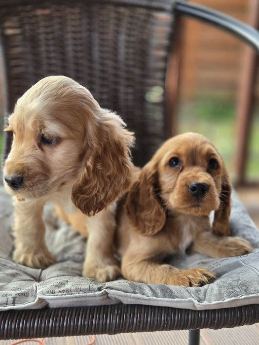 Cocker Spaniel Angielski