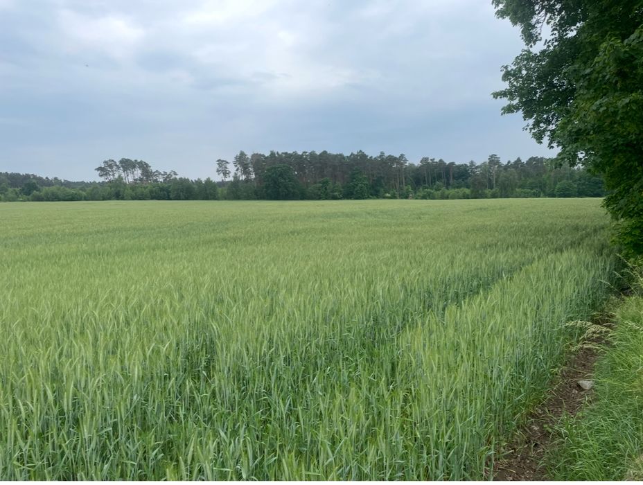 Sprzedam dużą działke