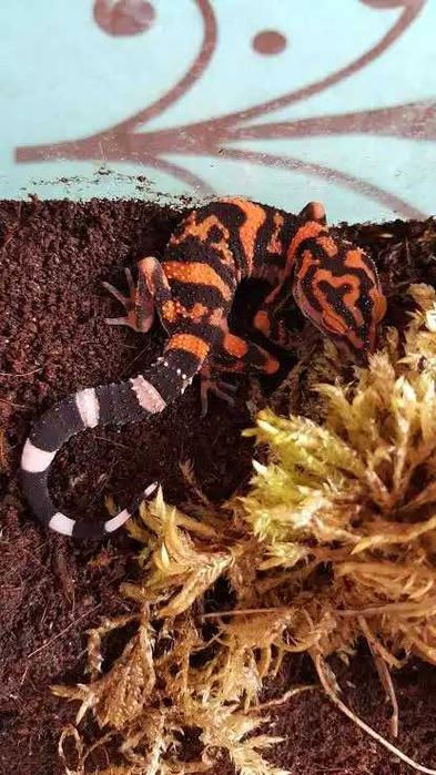 Goniurosaurus orientalis Gekon chiński samiec