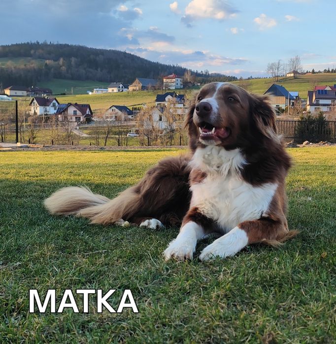 Border collie szczenię