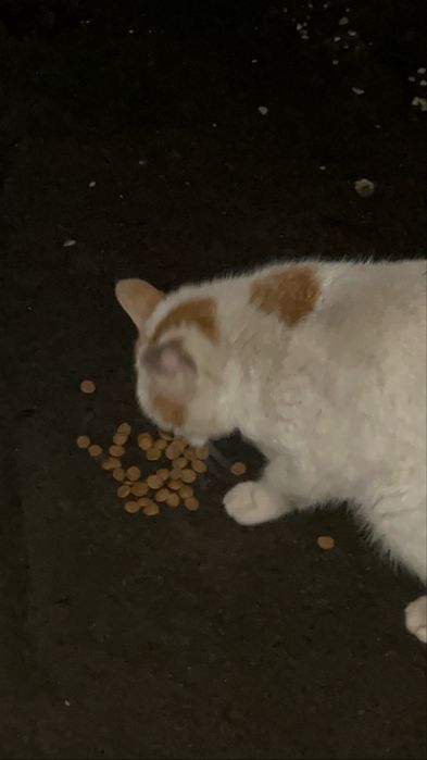 Сос!ищу дом кошечке!