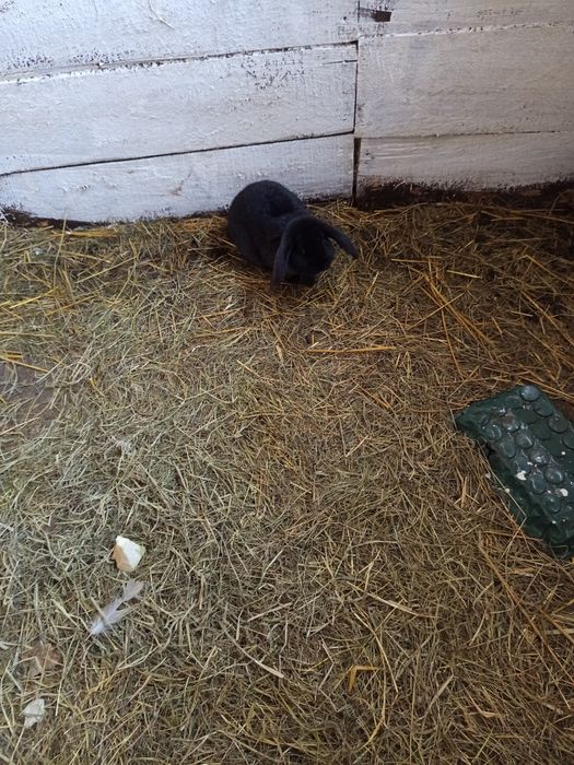 Mam barany francuski