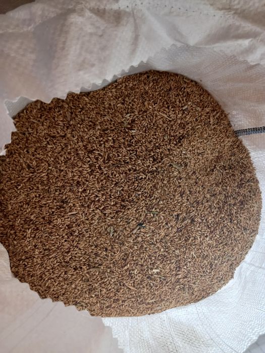 Продам суданку білявка 75грн