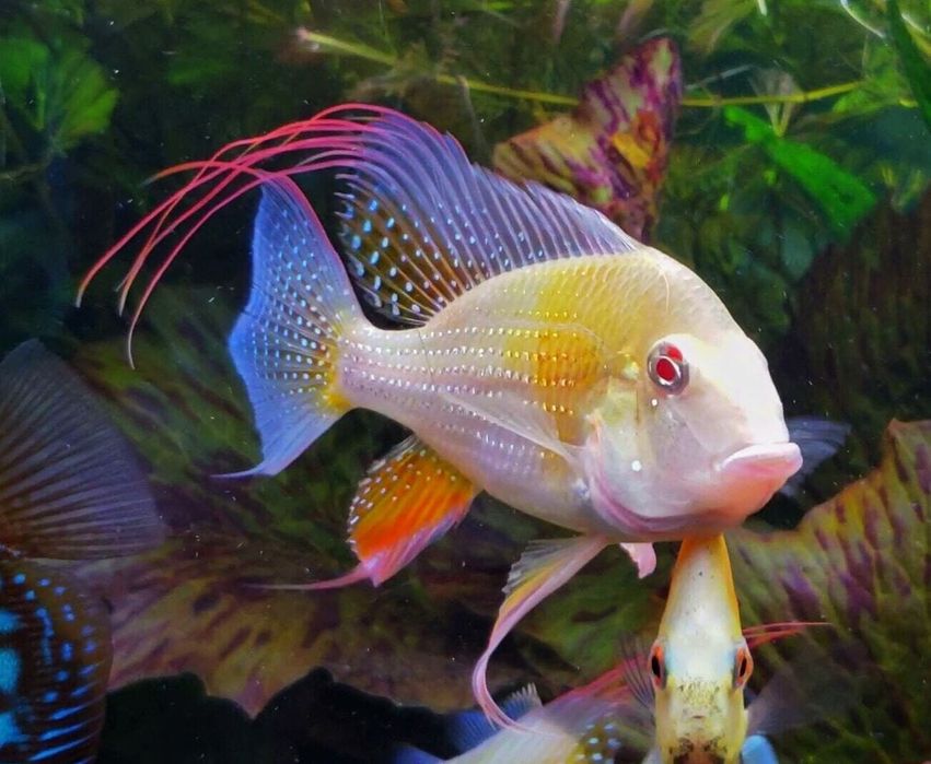 Acarichthys Heckelli Albino