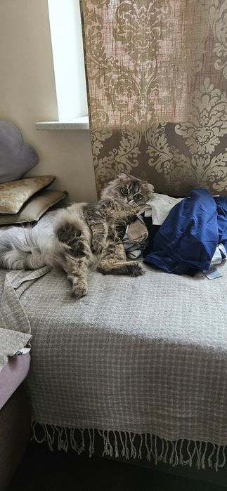 В'язка молодого шотландського кота