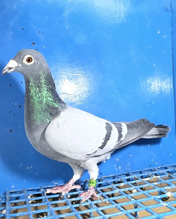 Gołąbek Lotowy Samczyk