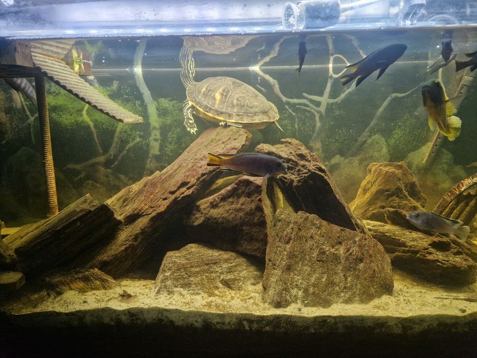 ! Akwarium Aquael 240L + unikatowe życie ! Malawi + żółwie