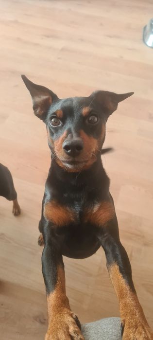 Krycie reproduktor pinczer miniaturowy