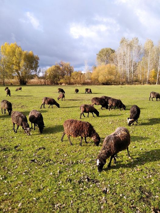 Продам овець Романівської Породи